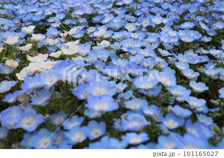 2023年4月の東京都足立区の舎人公園の満開のネモフィラ 2023年4月の東京都足立区の舎人公園の満開のネモフィラ 101165027
