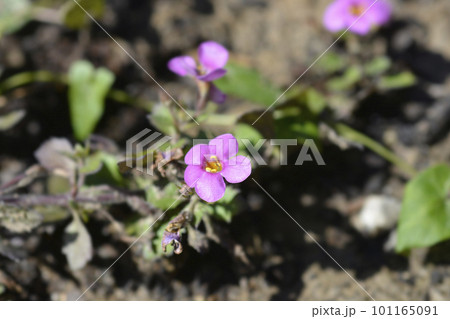 Ornamental bacopa 101165091