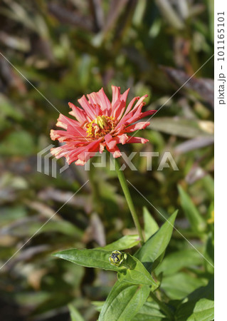 Pink colored zinnia Pink colored zinnia 101165101