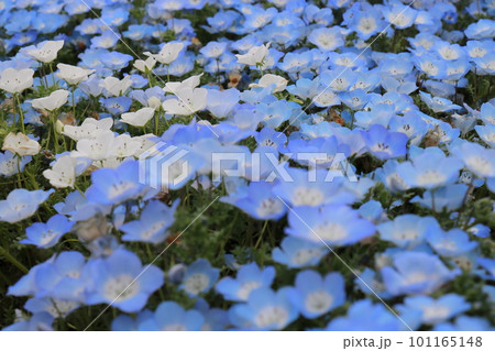 2023年4月の東京都足立区の舎人公園の満開のネモフィラ 101165148