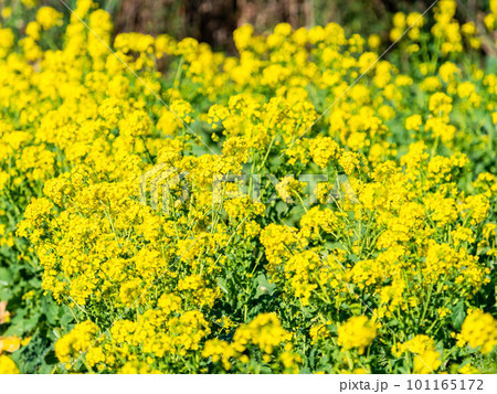 春の訪れ うららかな陽射しを浴びる菜の花 春の訪れ うららかな陽射しを浴びる菜の花 101165172