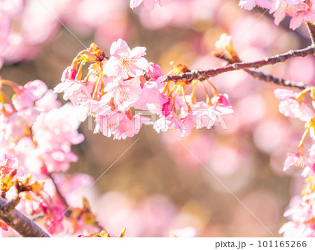 春を告げる満開の千葉県保田の頼朝桜(河津桜) 春を告げる満開の千葉県保田の頼朝桜(河津桜) 101165266