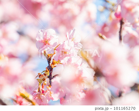 春を告げる満開の千葉県保田の頼朝桜(河津桜) 春を告げる満開の千葉県保田の頼朝桜(河津桜) 101165270