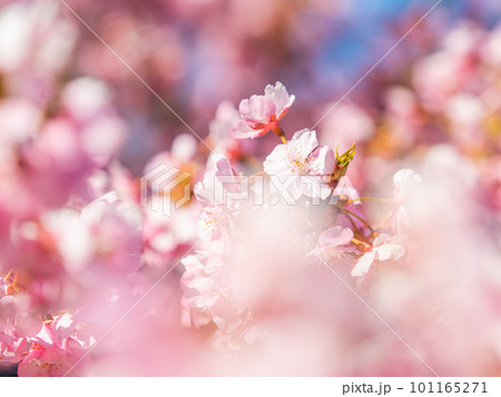 春を告げる満開の千葉県保田の頼朝桜（河津桜） 101165271