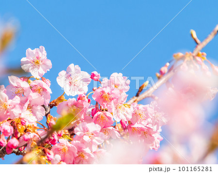 春を告げる満開の千葉県保田の頼朝桜（河津桜） 101165281