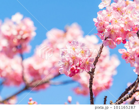 春を告げる満開の千葉県保田の頼朝桜(河津桜) 春を告げる満開の千葉県保田の頼朝桜(河津桜) 101165287
