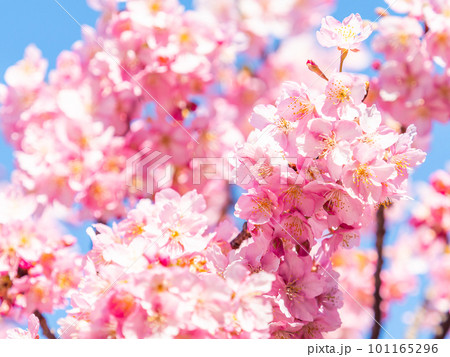 春を告げる満開の千葉県保田の頼朝桜（河津桜） 101165296