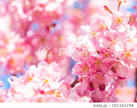 春を告げる満開の千葉県保田の頼朝桜(河津桜) 春を告げる満開の千葉県保田の頼朝桜(河津桜) 101165298