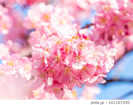 春を告げる満開の千葉県保田の頼朝桜(河津桜) 春を告げる満開の千葉県保田の頼朝桜(河津桜) 101165300