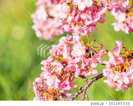春を告げる満開の千葉県保田の頼朝桜（河津桜） 101165310