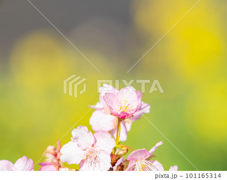 春を告げる満開の千葉県保田の頼朝桜(河津桜) 春を告げる満開の千葉県保田の頼朝桜(河津桜) 101165314