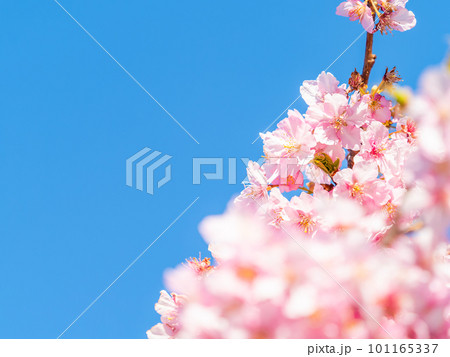 春を告げる満開の千葉県保田の頼朝桜(河津桜) 春を告げる満開の千葉県保田の頼朝桜(河津桜) 101165337