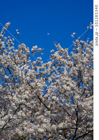 桜が咲き誇る青い空に月が見えている 101165340