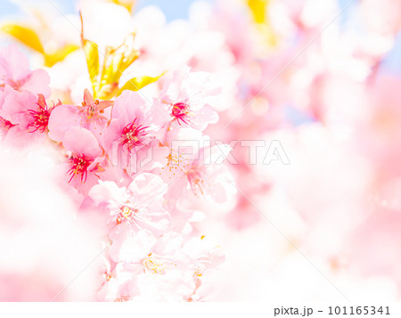 春を告げる満開の千葉県保田の頼朝桜（河津桜） 101165341