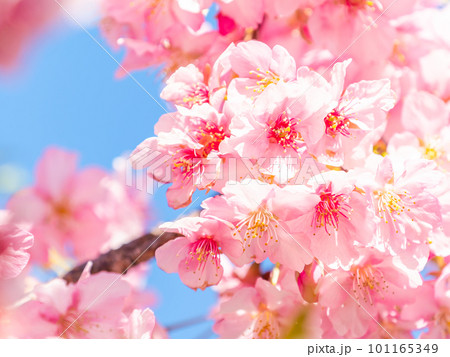 春を告げる満開の千葉県保田の頼朝桜(河津桜) 春を告げる満開の千葉県保田の頼朝桜(河津桜) 101165349