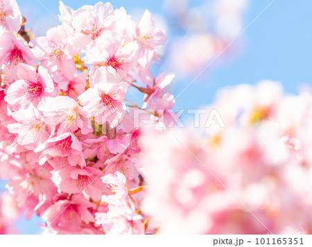 春を告げる満開の千葉県保田の頼朝桜(河津桜) 春を告げる満開の千葉県保田の頼朝桜(河津桜) 101165351
