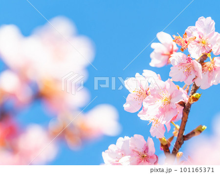 春を告げる満開の千葉県保田の頼朝桜(河津桜) 春を告げる満開の千葉県保田の頼朝桜(河津桜) 101165371