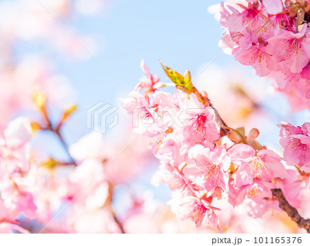 春を告げる満開の千葉県保田の頼朝桜(河津桜) 春を告げる満開の千葉県保田の頼朝桜(河津桜) 101165376