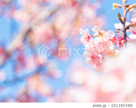 春を告げる満開の千葉県保田の頼朝桜(河津桜) 春を告げる満開の千葉県保田の頼朝桜(河津桜) 101165380