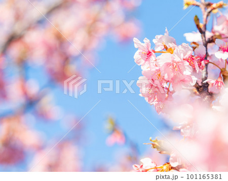 春を告げる満開の千葉県保田の頼朝桜(河津桜) 春を告げる満開の千葉県保田の頼朝桜(河津桜) 101165381