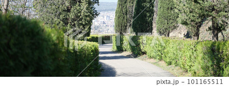 Narrow alley among thujas and bushes in summer 101165511