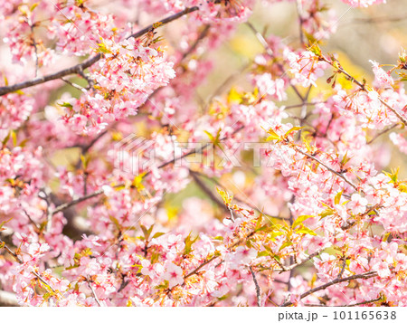 春を告げる満開の千葉県保田の頼朝桜（河津桜） 101165638