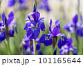 青紫の菖蒲の花 101165644