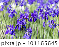 青紫の菖蒲の花 101165645