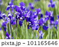 青紫の菖蒲の花 101165646