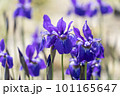 青紫の菖蒲の花 101165647