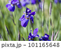 青紫の菖蒲の花 101165648