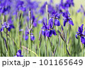 青紫の菖蒲の花 101165649
