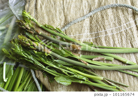 しょでこ 101165674