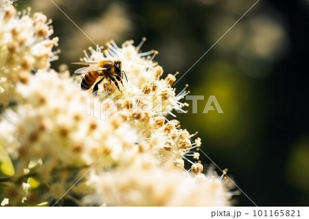 Bee collect nectar. Summer plant. Generate Ai 101165821