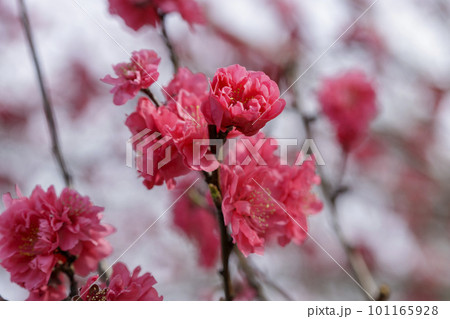 濃いピンクの梅の花 101165928