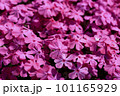 満開のピンクの芝桜 101165929