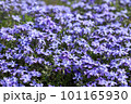 満開の薄紫の芝桜 101165930