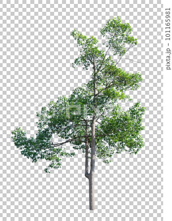 Green Tree Isolated 101165981