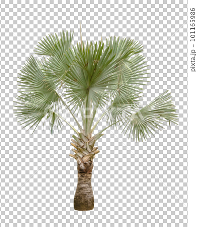 Copernicia hospita palm isolated Copernicia hospita palm isolated 101165986
