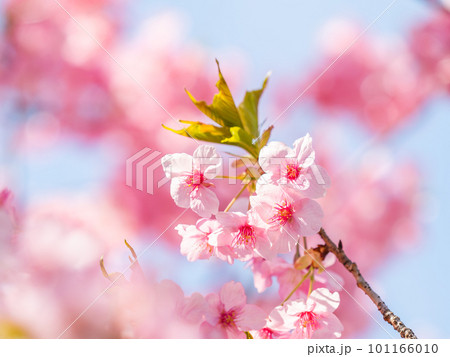 早春の光を浴びて輝く満開の河津桜 101166010