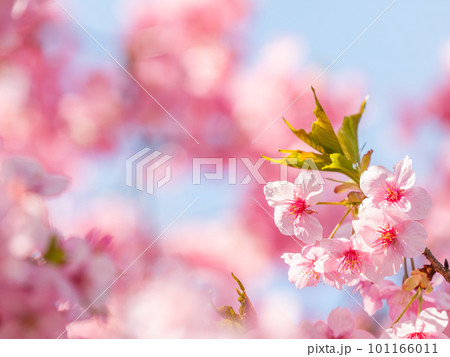 早春の光を浴びて輝く満開の河津桜 101166011