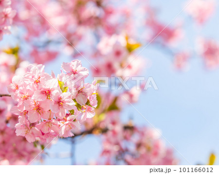 早春の光を浴びて輝く満開の河津桜 101166012