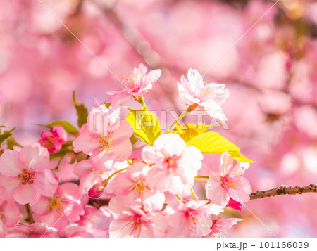 早春の光を浴びて輝く満開の河津桜 101166039