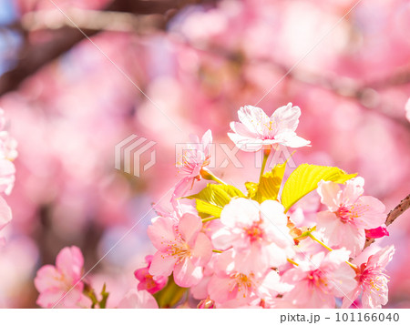 早春の光を浴びて輝く満開の河津桜 101166040