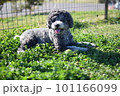 ドッグランで遊ぶトイプードル 101166099