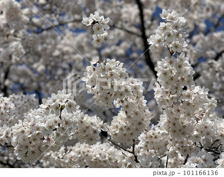 満開の桜 満開の桜 101166136