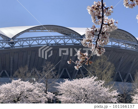 桜越しの風景 101166137