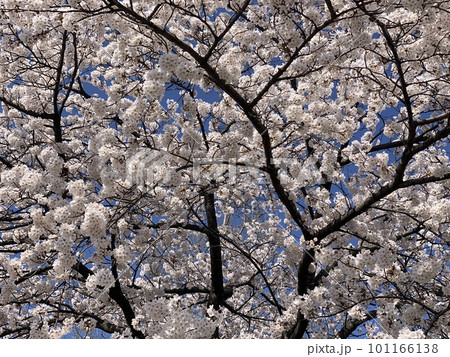 満開の桜 101166138