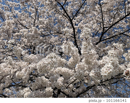 満開の桜 101166141