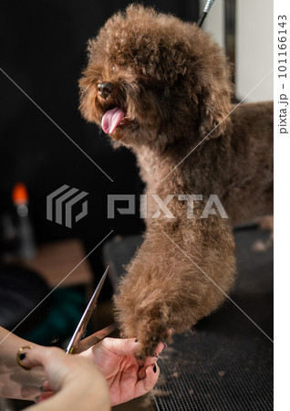 Woman trimming toy poodle with scissors in grooming salon. Woman trimming toy poodle with scissors in grooming salon. 101166143
